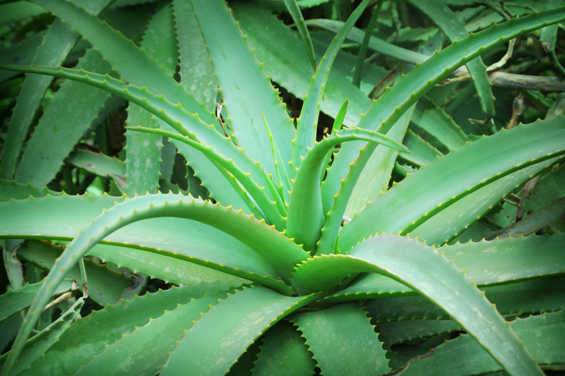 LandArt Aloe