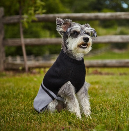 The Dog Sweater World of Angus DoTheDaniel